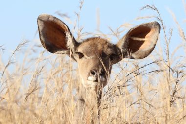 Animal-animal-photography-barbaric-561870