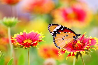 Bloom-blooming-blossom-462118