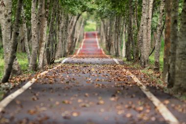 Blur-branches-foliage-38537